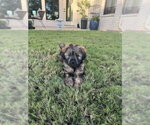 Small #2 Mutt