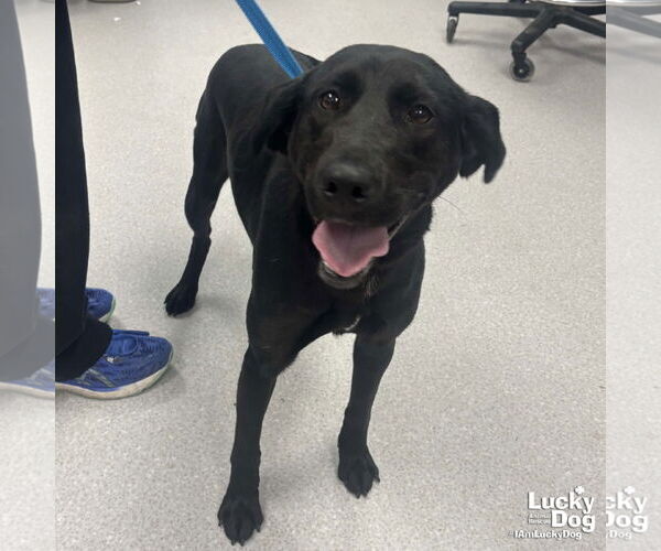 Medium Photo #2 Labrador Retriever-Unknown Mix Puppy For Sale in Washington, DC, USA