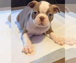 Puppy Tan Boston Terrier