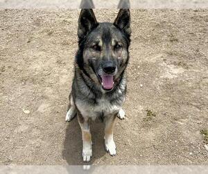German Shepherd Dog Dogs for adoption in Orange, CA, USA