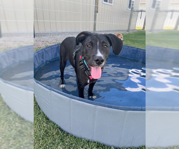 Medium Photo #3 Labrador Retriever-Unknown Mix Puppy For Sale in South Bend, IN, USA