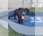 Small #2 Labrador Retriever Mix