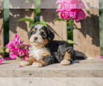 Puppy Kate Miniature Bernedoodle