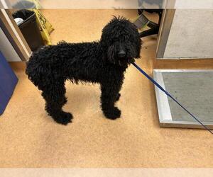 Labradoodle Dogs for adoption in Martinez, CA, USA