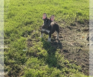 French Bulldog Puppy for sale in CHICAGO, IL, USA