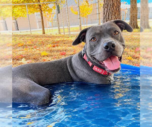 Medium Photo #3 Mutt Puppy For Sale in Sacramento, CA, USA