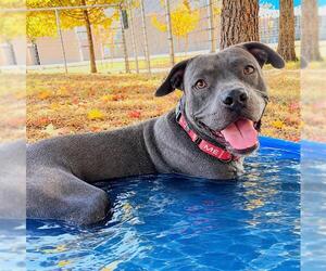 *NEVILLE - Male Mutt Dog for Adoption - Photo #3