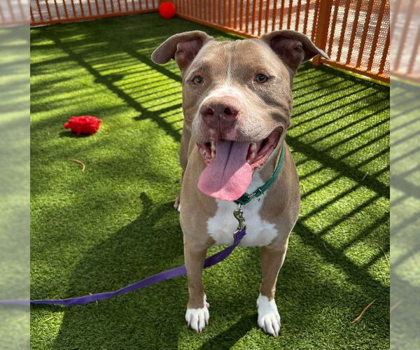 Medium Photo #1 American Pit Bull Terrier-Unknown Mix Puppy For Sale in Las Vegas, NV, USA