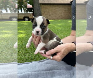American Pit Bull Terrier-Bulldog Mix Dogs for adoption in Euless, TX, USA