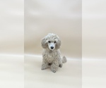 Small Photo #13 Poodle (Toy) Puppy For Sale in LONG GROVE, IL, USA
