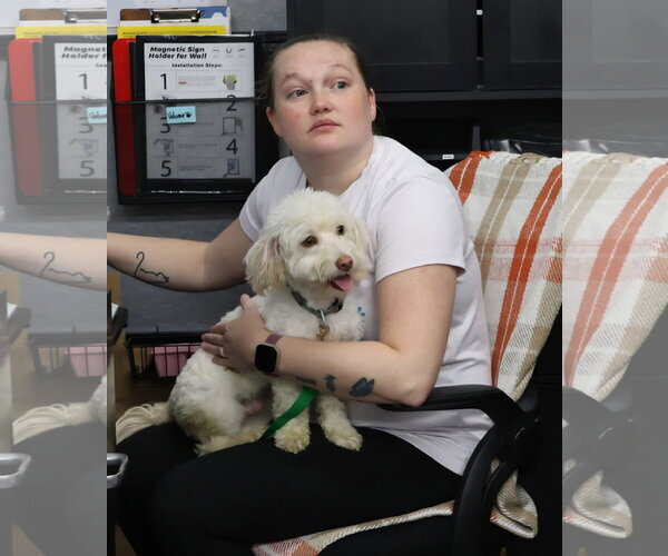 Medium Photo #4 Maltichon Puppy For Sale in Cromwell, KY, USA