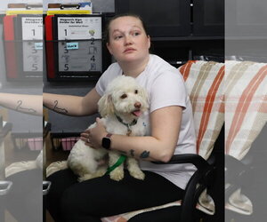 Pee-Wee - Male Maltichon Dog for Adoption - Photo #4