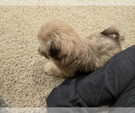 Small #5 Shih Tzu