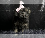 Small Photo #20 Morkie Puppy For Sale in WARSAW, IN, USA