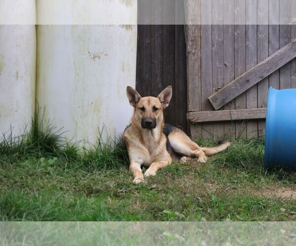 Medium Photo #11 German Shepherd Dog Puppy For Sale in Sebec, ME, USA