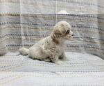 Small #6 Maltipoo