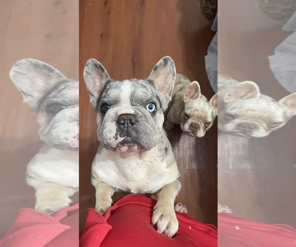 Medium Photo #3 French Bulldog Puppy For Sale in Spring, TX, USA