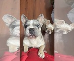 Small #2 French Bulldog