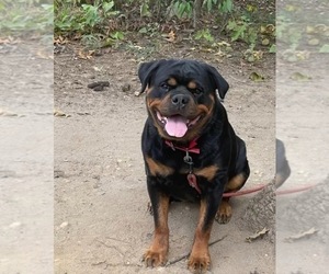 Rottweiler Puppy for sale in EAST VINELAND, NJ, USA