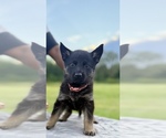 Small #1 German Shepherd Dog