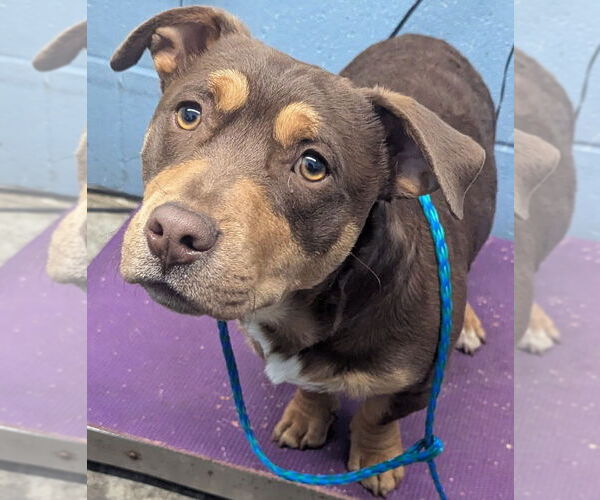 Medium Photo #3 Mutt Puppy For Sale in Evansville, IN, USA