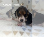Puppy Queen Beagle