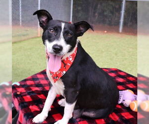 Medium Border Collie Mix