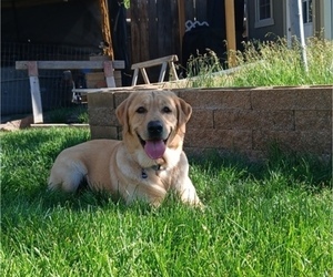 Father of the Labrador Retriever puppies born on 06/15/2026