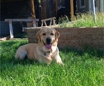 Small Photo #1 Labrador Retriever Puppy For Sale in TERREBONNE, OR, USA