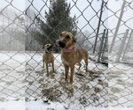 Small Photo #2 Black Mouth Cur Puppy For Sale in Columbus, IN, USA