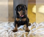 Puppy Pink Girl Doberman Pinscher