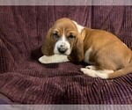 Puppy Black Collar Basset Hound