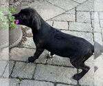 Small #2 Labrador Retriever Mix