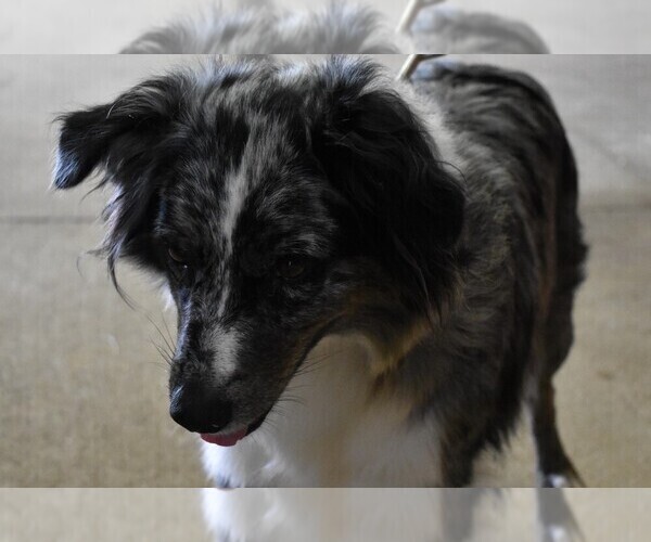 Medium Photo #1 Australian Shepherd Puppy For Sale in LANDRUM, SC, USA