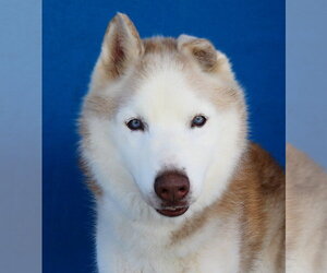 Siberian Husky Dogs for adoption in Pasadena, CA, USA