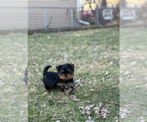 Yorkshire Terrier Puppy for sale in ADDISON, IL, USA