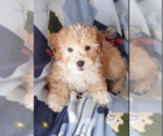 Small Photo #6 Goldendoodle (Miniature) Puppy For Sale in MILWAUKEE, WI, USA
