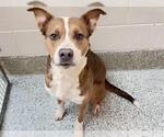 Small #1 American Pit Bull Terrier Mix