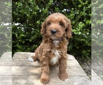 Small #1 Goldendoodle (Miniature)