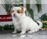Small Photo #10 Chihuahua Puppy For Sale in DUNDEE, OH, USA