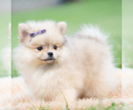 Small #5 Pomeranian