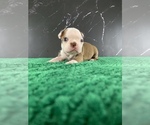 Puppy Merry AKC Boston Terrier