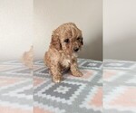 Puppy 0 Cavapoo-Poodle (Miniature) Mix