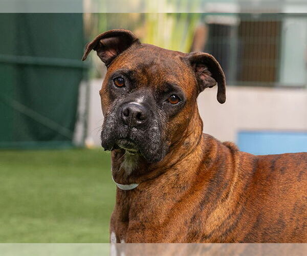 Medium Photo #2 Boxer Puppy For Sale in Pasadena, CA, USA
