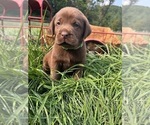 Image preview for Ad Listing. Nickname: Lab puppies