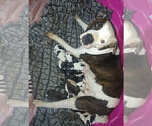 Mother of the American Bulldog puppies born on 08/11/2019