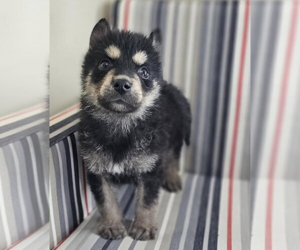 Medium Photo #10 Siberian Husky-Unknown Mix Puppy For Sale in McKinney, TX, USA