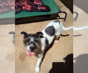 GoGo - Female Mutt Dog for Adoption - Photo #6
