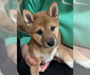 Shiba Inu Puppy for Sale in HARRISONBURG, Virginia USA