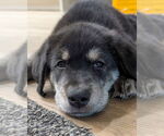 Small #2 Golden Retriever-Huskies  Mix
